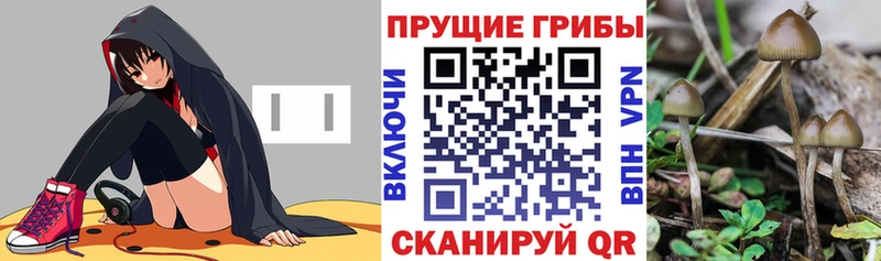 нарко площадка клад  Полтавская  Псилоцибиновые грибы ЛСД 